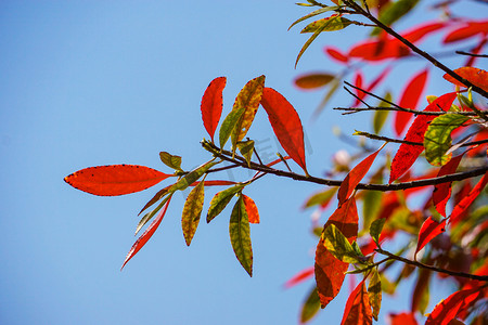 天下字体摄影照片_蓝天下红色树叶自然风景摄影图