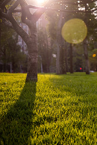 枝叶茂盛的大树摄影照片_阳光光晕大树草地摄影图