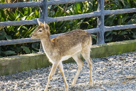 野生动物小鹿摄影图