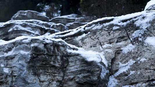 冬天雪后树枝摄影图