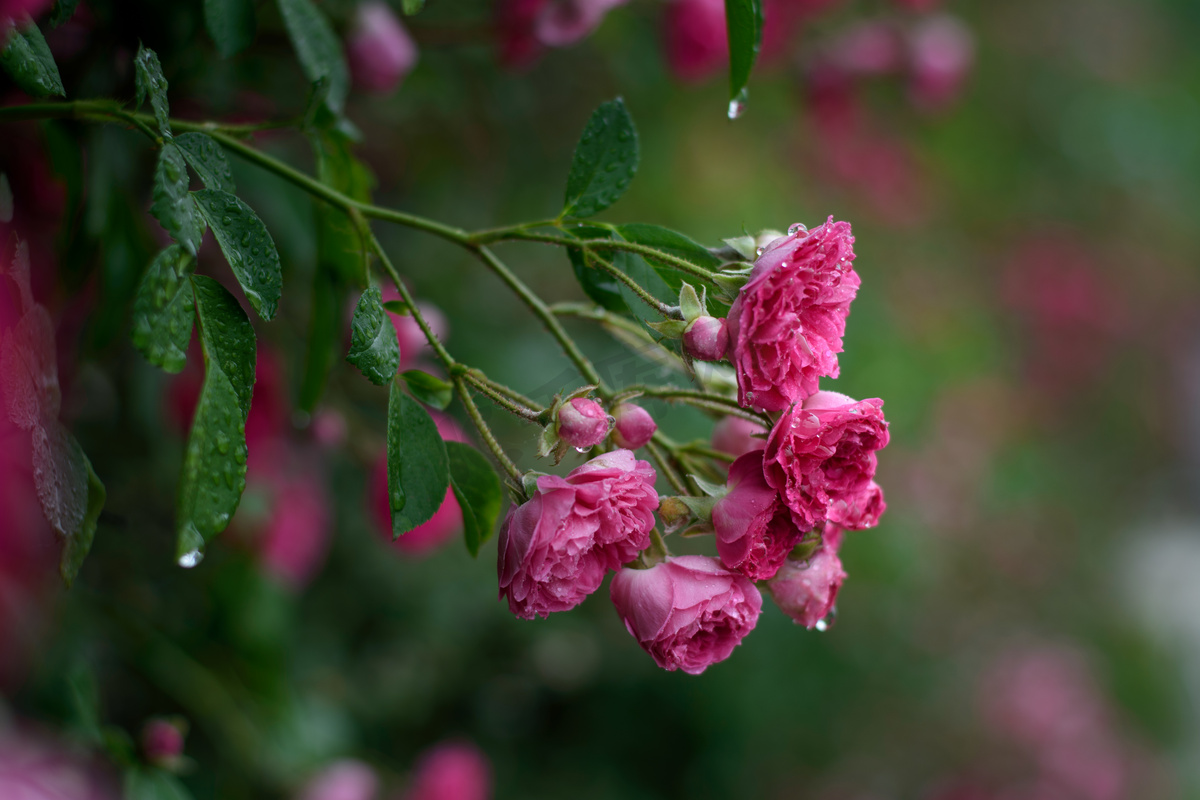 雨后一枝蔷薇花摄影图高清摄影大图 千库网