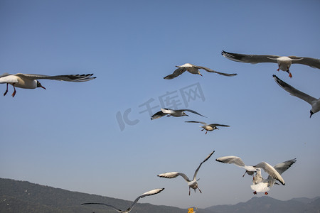 云南滇池湖上飞的海鸥摄影图