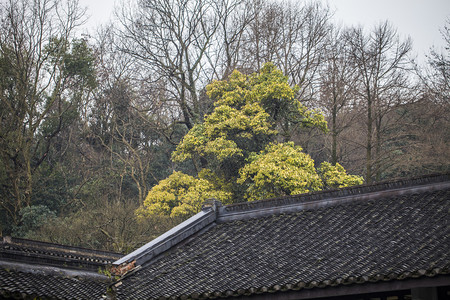 枯枝摄影照片_杭州植物园风景建筑摄影图