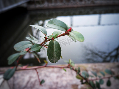 河边绿色植物摄影图