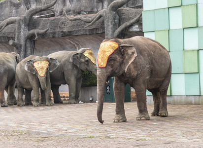 泰国国宝大象摄影图