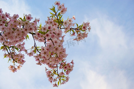 蓝天下粉色樱花特写自然风景摄影图