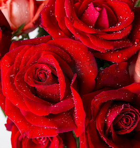 带露珠的红玫瑰花束摄影图