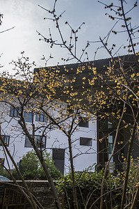树杈图摄影照片_近景拍阳光下房屋前的树枝上的黄花摄影图
