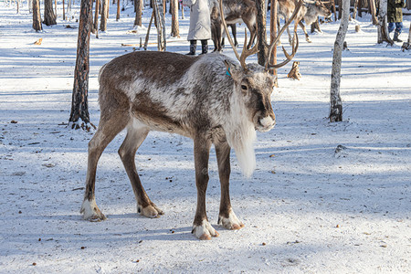 麋鹿国潮摄影照片_冬天冬季雪地漠河麋鹿摄影图