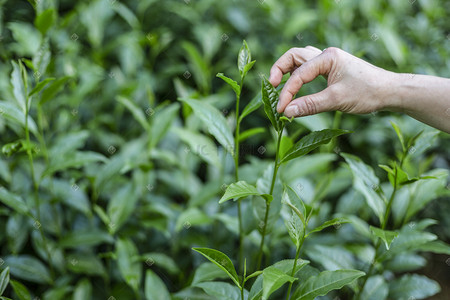 生态稻鸭照片摄影照片_夏茶照片摄影图