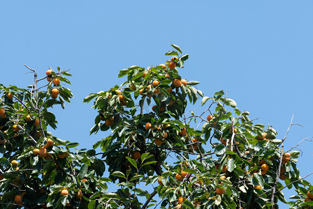 柿子树摄影摄影照片_秋季唯美柿子树柿子摄影图