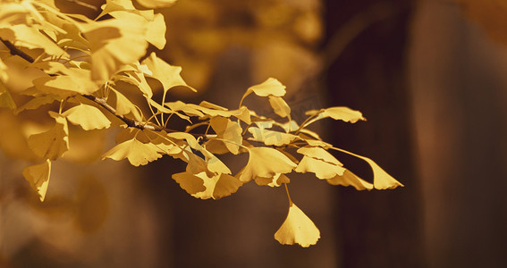 秋天秋季银杏树叶唯美摄影图