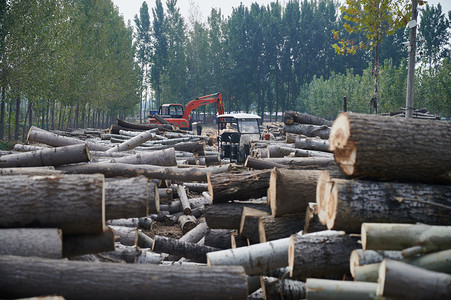 伐木场环境木头树干摄影图