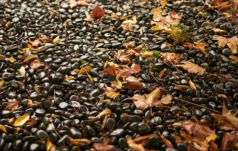 秋天的风景 落叶鹅卵石下雨天摄影图