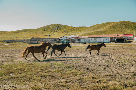 草原马场上奔跑马摄影图