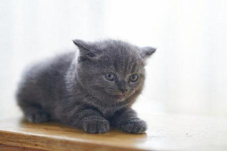 贪吃的小猫咪摄影照片_世界动物节 猫咪 蓝猫 宠物 小猫