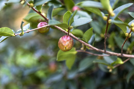 工笔画山茶花摄影照片_山茶树山茶籽摄影图