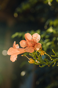 文艺清新花朵摄影照片_夏天路边清新花朵摄影图