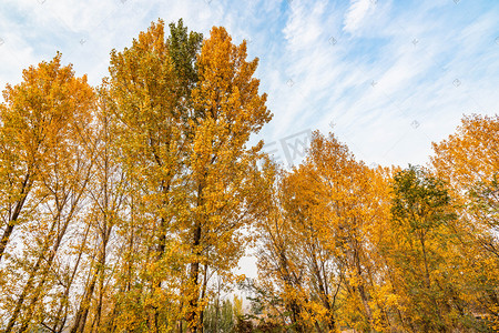 秋季黄树叶摄影图