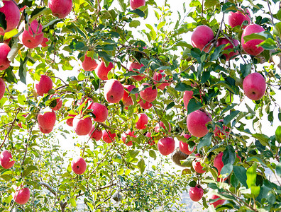 苹果树苹果果实摄影图