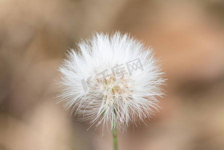 花儿小鸟摄影照片_白色蒲公英摄影图