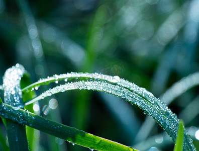 植物叶子露珠摄影图