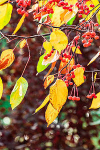 秋季红色的海棠果和黄色的树叶