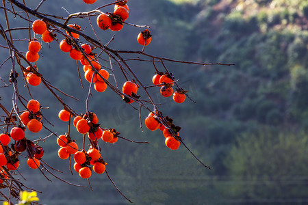 立秋摄影照片_枝条柿子和叶子摄影图