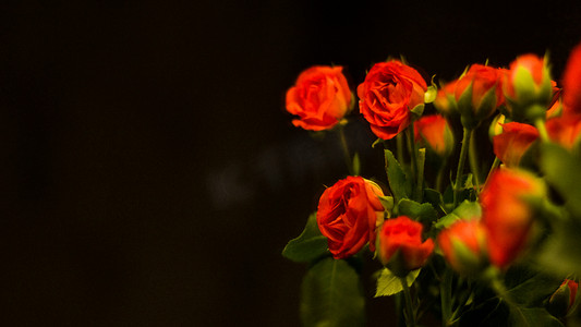 七夕节情人节红色玫瑰花束摄影图