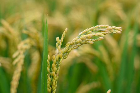 秋季水稻成熟摄影图