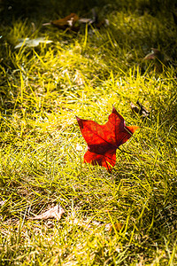 秋天草地上一片落叶摄影图