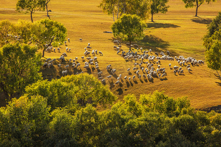 羊羊群和草地的照片