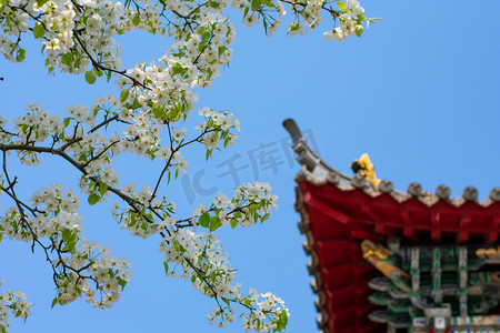 寺庙飞檐斗拱下白色梨花摄影图