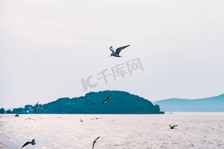 江苏无锡太湖鼋头渚海鸥摄影图