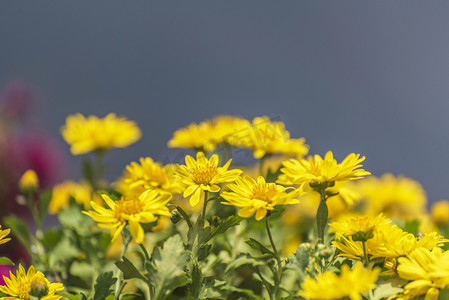 黄色菊花摄影图