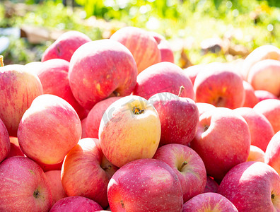 水果苹果摄影图