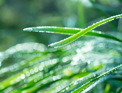 露珠植物叶子摄影图