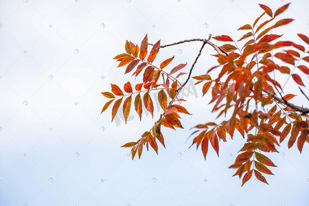 秋季树叶摄影图