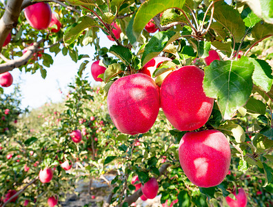 红心火龙果树摄影照片_红苹果果树树枝摄影图