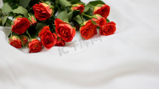 七夕节情人节红色玫瑰花摄影图
