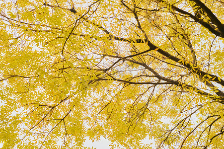 秋天的风景   金色的树叶 十月 树林