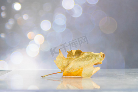 秋天黄色落叶摄影图