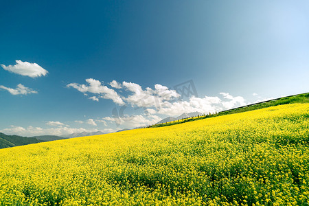 辽阔壮美的油菜花田