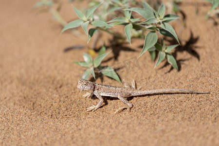 沙漠蜥蜴摄影照片_沙漠蜥蜴