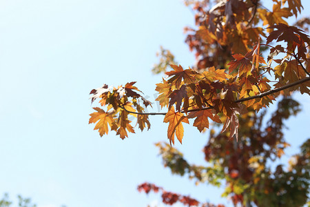 秋季叶子枫叶变黄初秋蓝天树叶摄影图