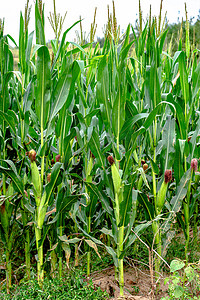 秋天户外田野中成熟的玉米