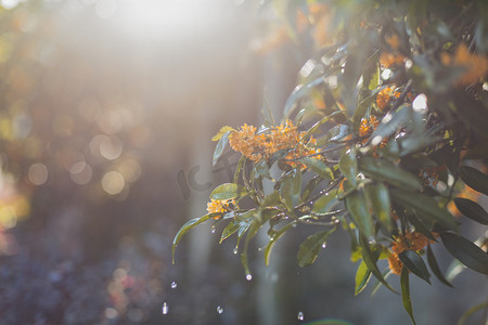 秋天逆光下带水珠桂花摄影图