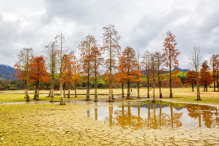 红叶摄影照片_秋天树木红叶和水坑摄影图