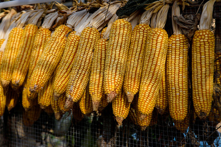 农村晾晒的玉米棒子摄影图
