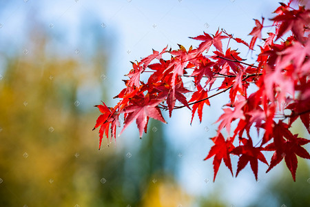 秋季枫叶树叶摄影照片_秋季红叶枫叶